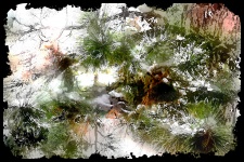 Watercolor Wash Pines