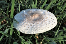 White Amanita Mushroom Cap Close-up