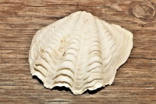 Coquillage blanc Ark sur bois