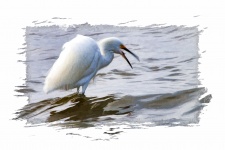 Egret alb