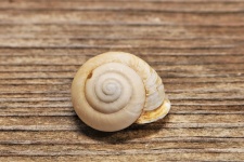 White Snail Shell on Wood Close-up