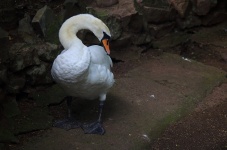 White swan standing on paving