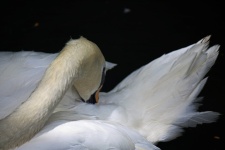 White Swan With Beak In Feathers