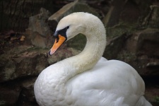 Cisne blanco con cuello curvo