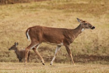 White-tail Deer Walking On Hill