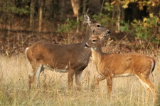 White-tail Doe And Fawn Close-up 2