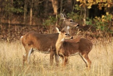 White-tail Doe And Fawn In Fall 2