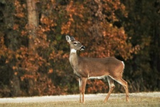 White-tail Doe In Fall Close-up