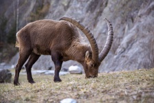 Ibex alpin sălbatic