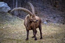 Ibex alpin sălbatic