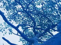 Wild seringa tree branches