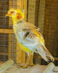 Yellow Bird, Costa Rica.