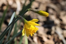 Yellow Daffodil And Bud