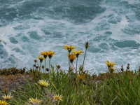 Gelbe Blumen Blauer Ozean