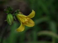 Flor de lírio amarelo