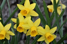 Yellow Mini Daffodils Close-up