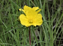 Yellow Primrose Wildflower Close-up