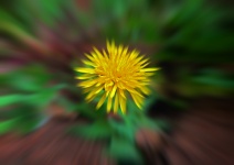 Yellow zoom burst dandelion flower
