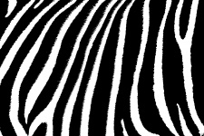 Zebra Skin Stripes Pattern