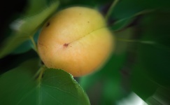 Zoom burst effect on apricot