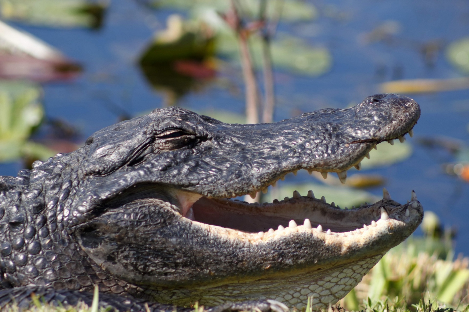 鳄鱼 动物 牙齿图片下载 - 觅知网