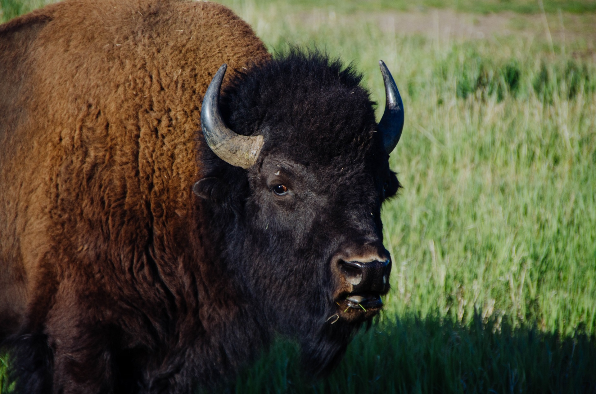 buffalo-free-stock-photo-public-domain-pictures
