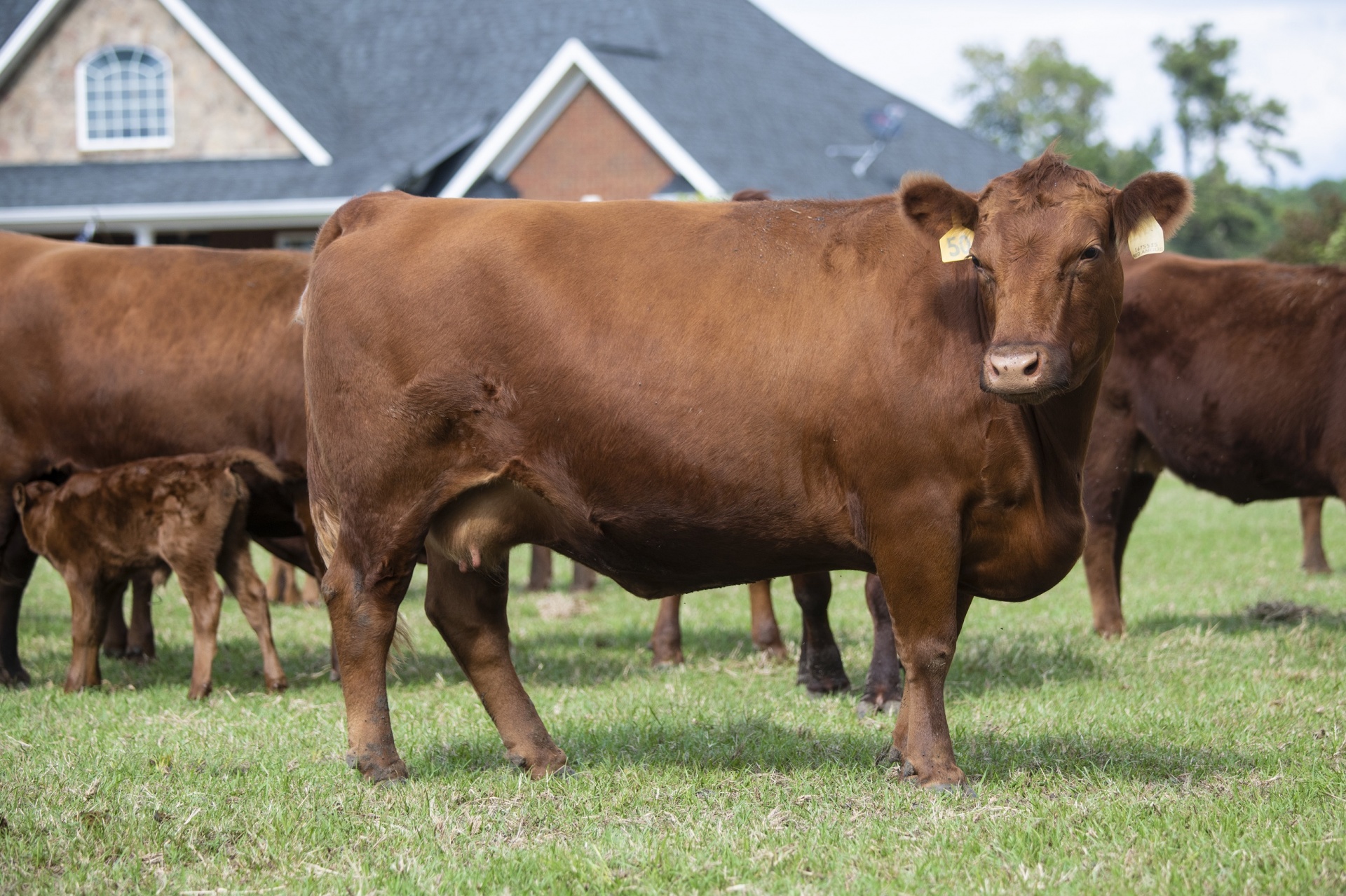 Cattle Free Stock Photo - Public Domain Pictures