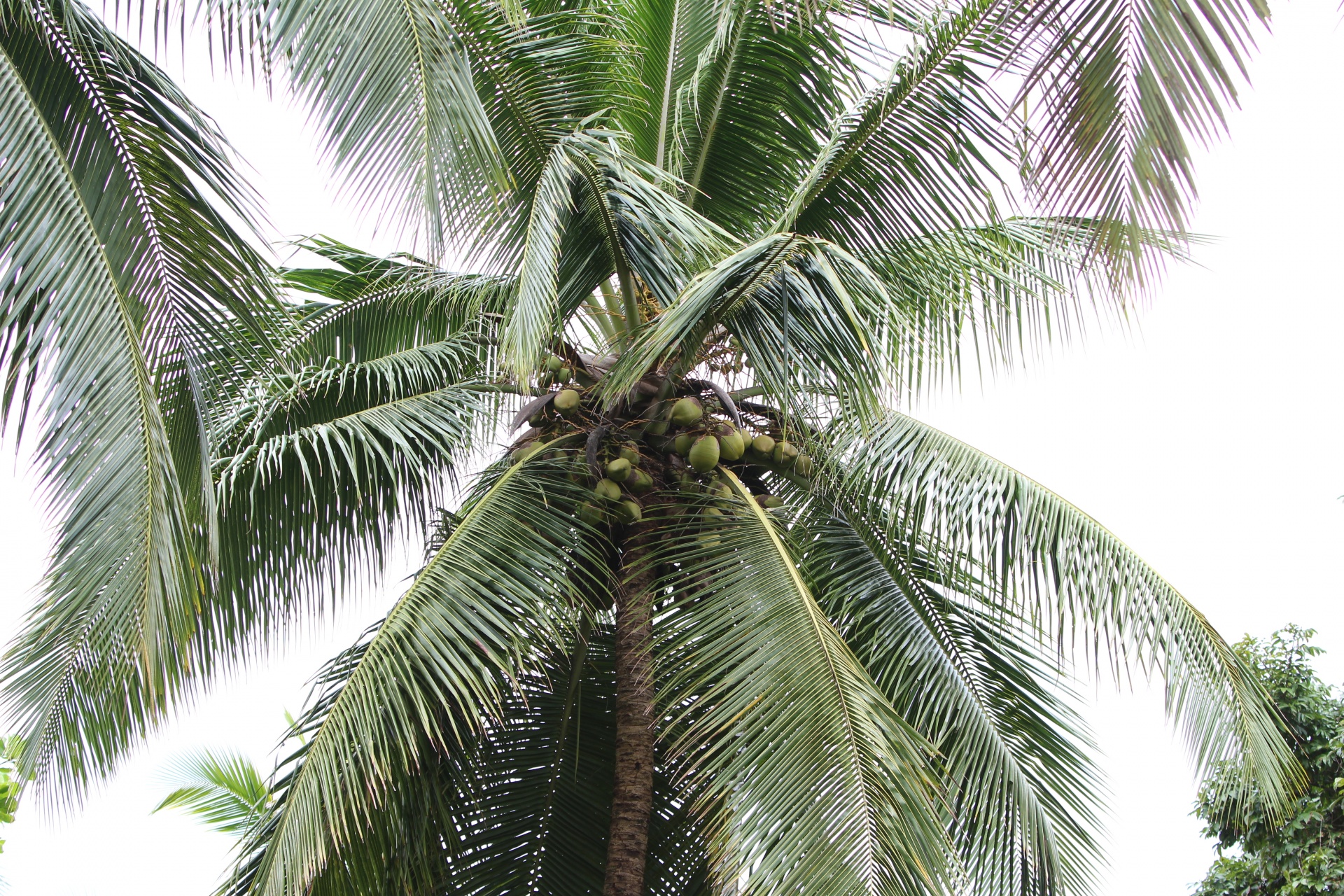 ヤシの木＠椰子の実 - 2000ピクセル以上のフリー写真素材集