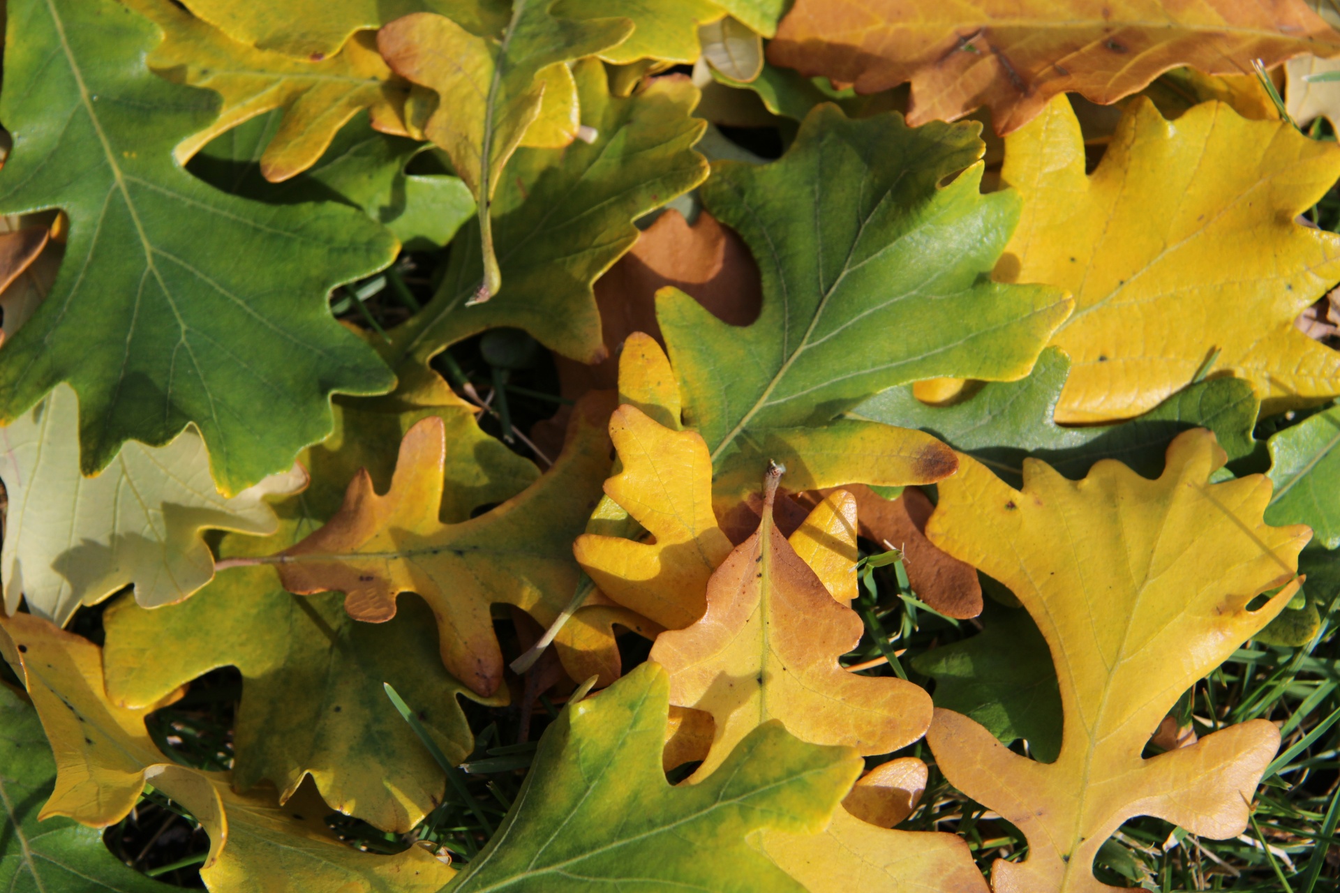 Colorful Oak Leaves Free Stock Photo - Public Domain Pictures