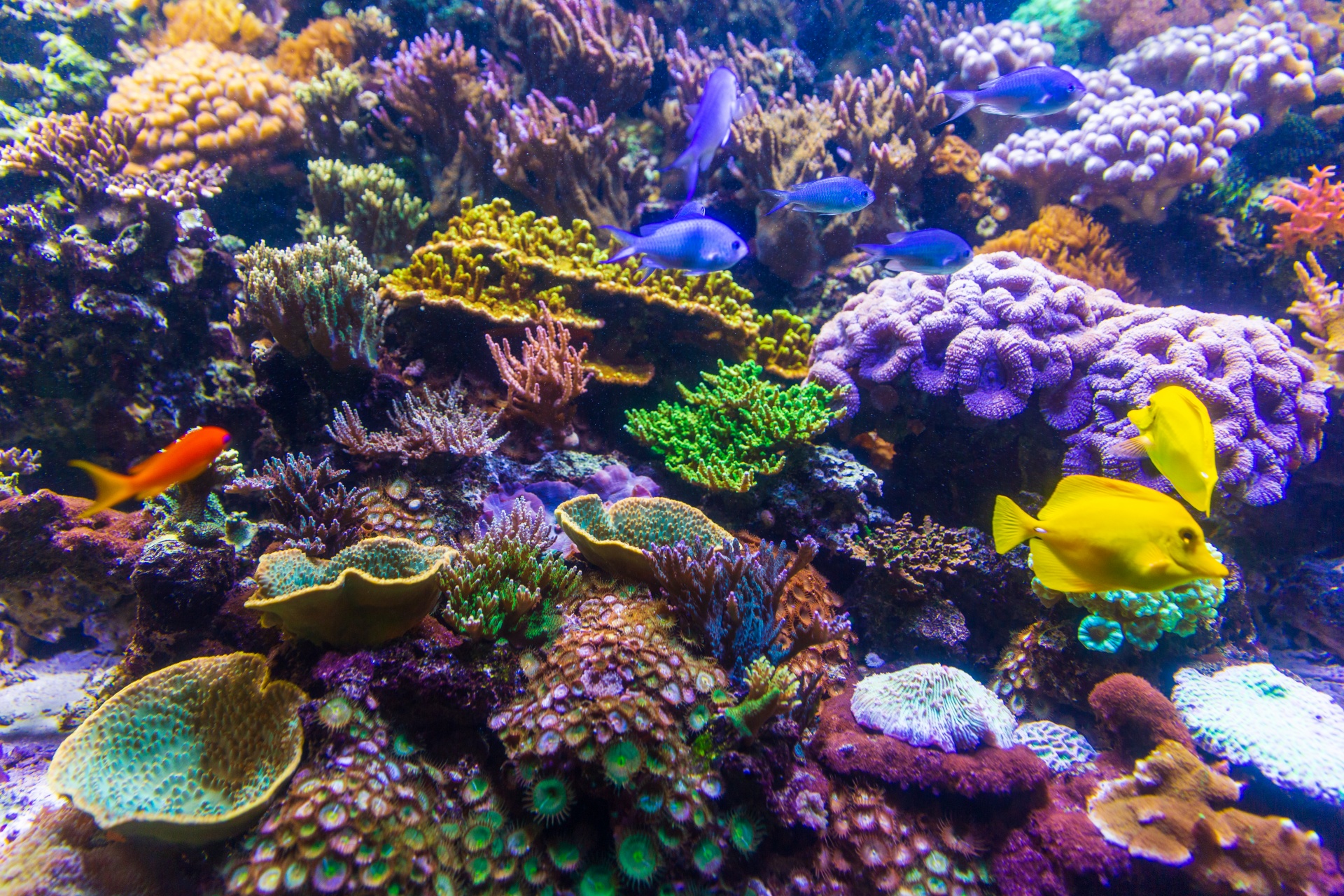 サンゴ礁 無料画像 - Public Domain Pictures