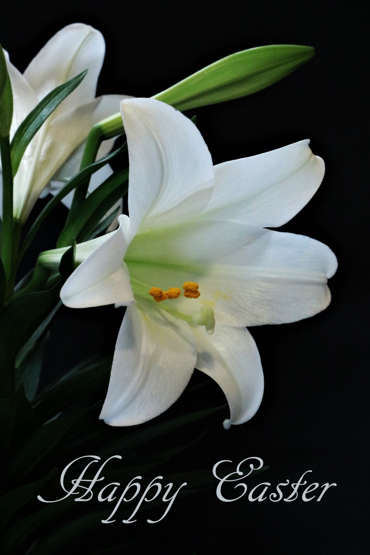 Happy Easter Lily On Black Free Stock Photo Public Domain Pictures,Types Of Hamsters