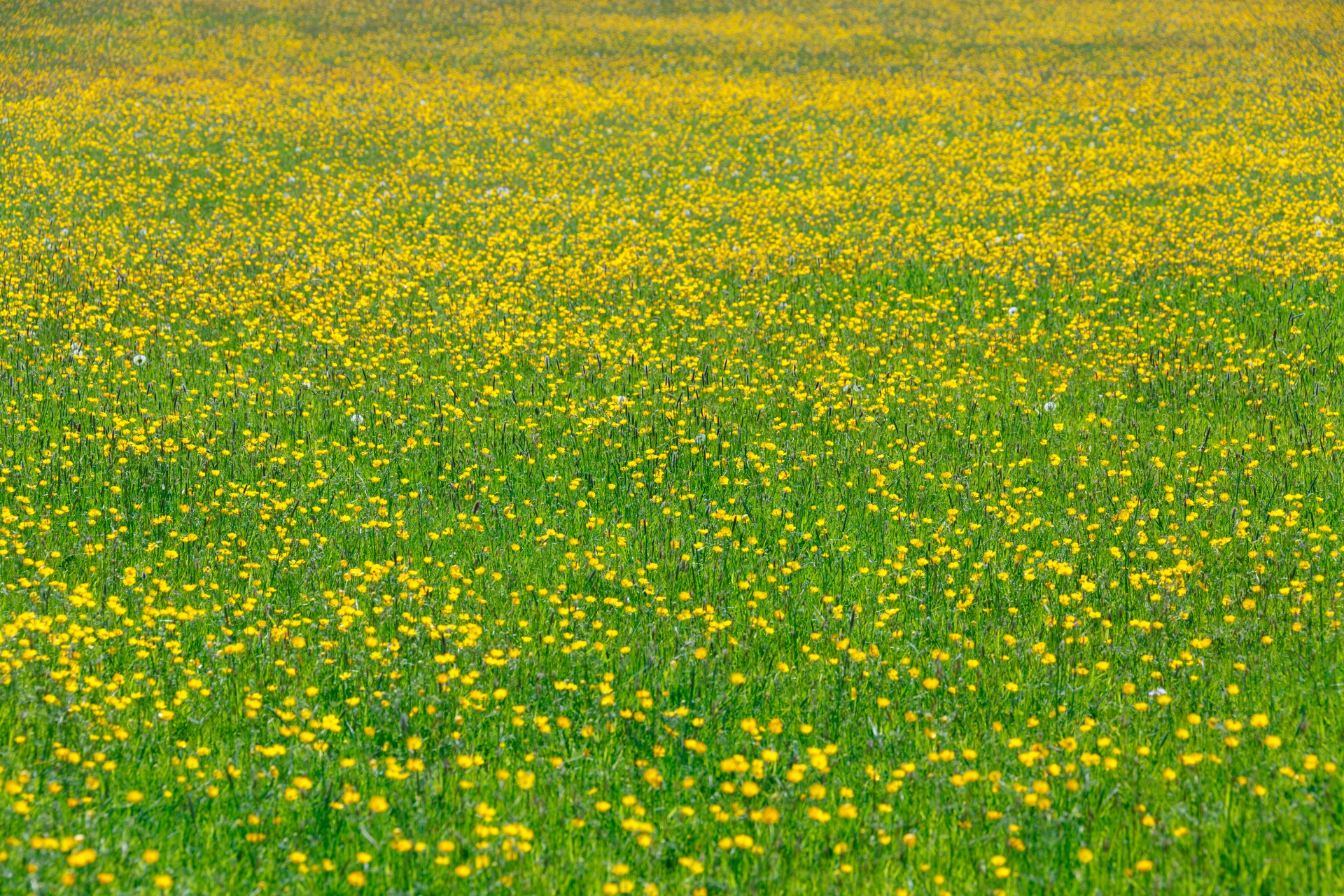 Meadow With Flowers Free Stock Photo Public Domain Pictures