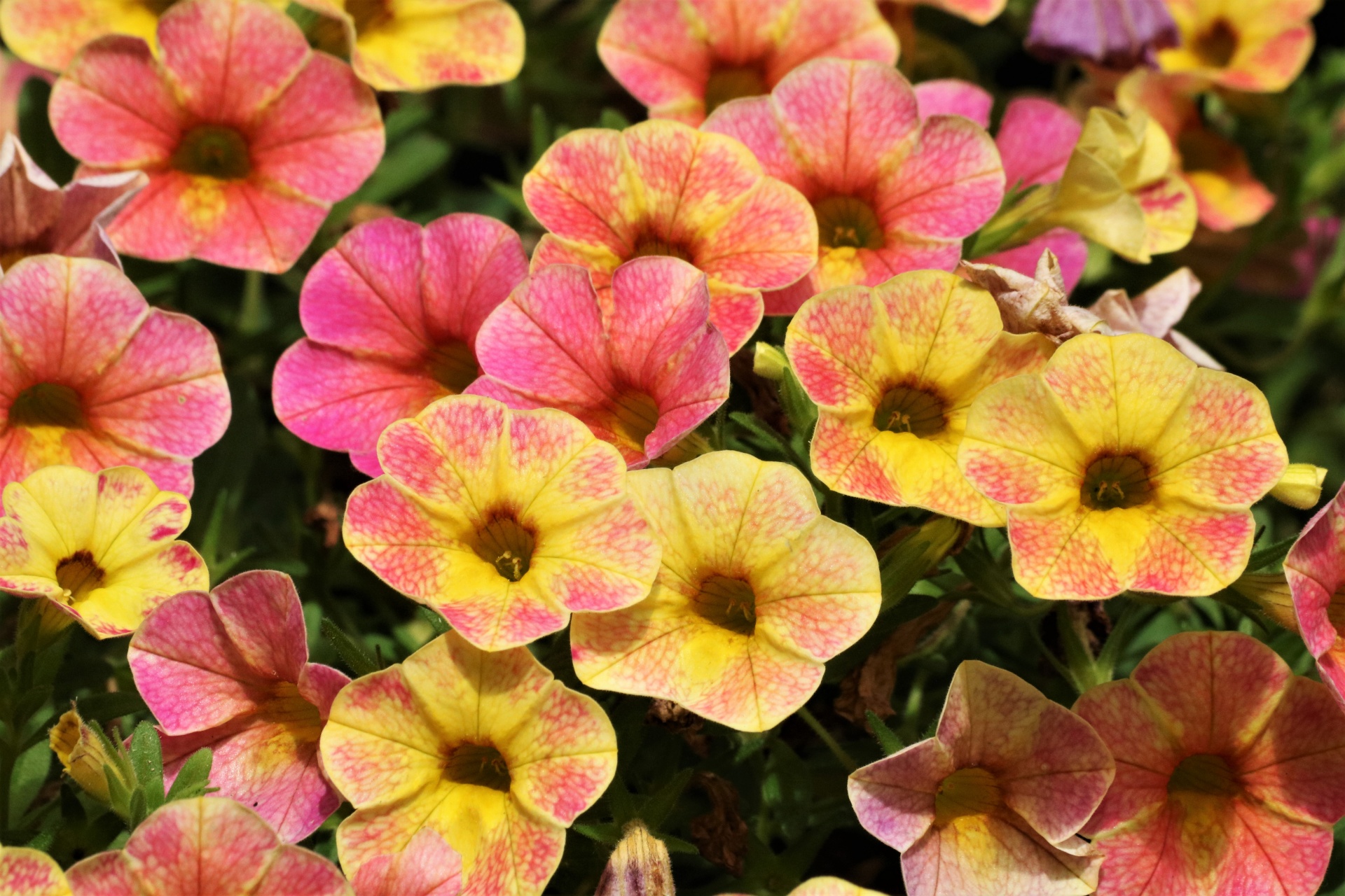 Pink And Yellow Mini Petunias 2 Free Stock Photo - Public Domain Pictures