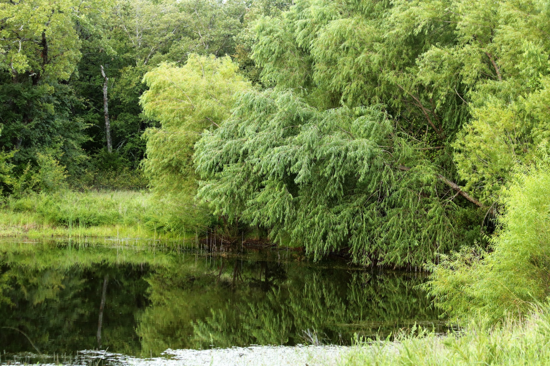 池と柳の木 無料画像 Public Domain Pictures
