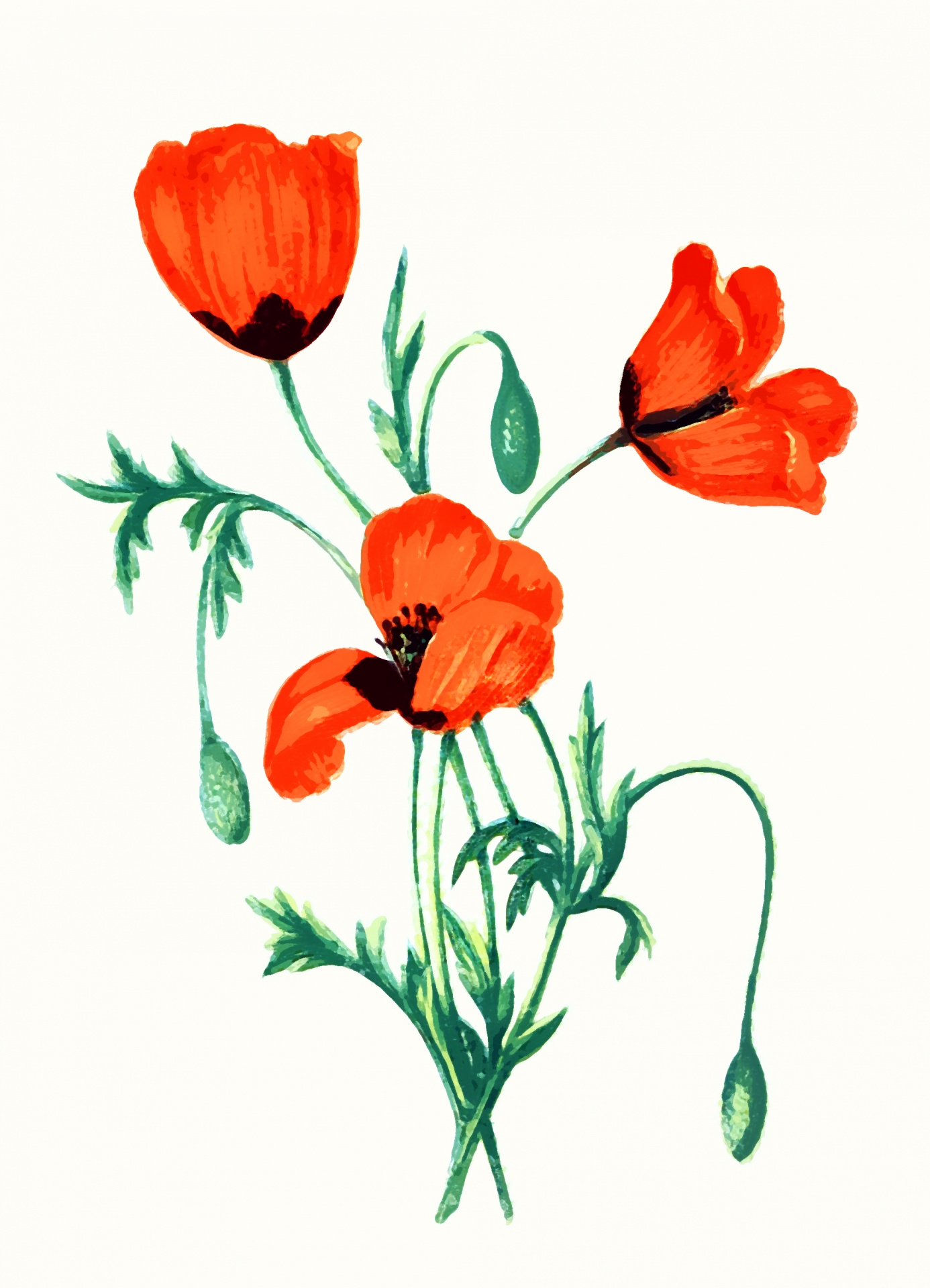 Poppy Flowers Watercolor Painting Free Stock Photo - Public Domain Pictures
