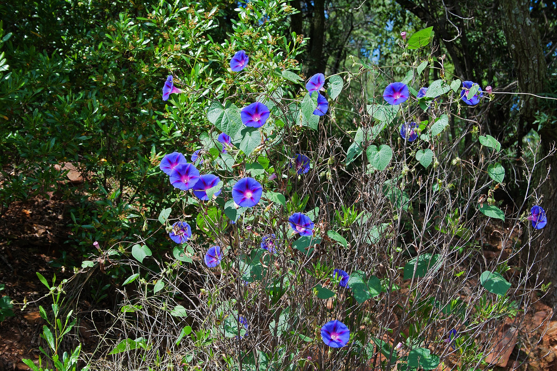 Purple Flowers Of Morning Glory Free Stock Photo - Public Domain Pictures