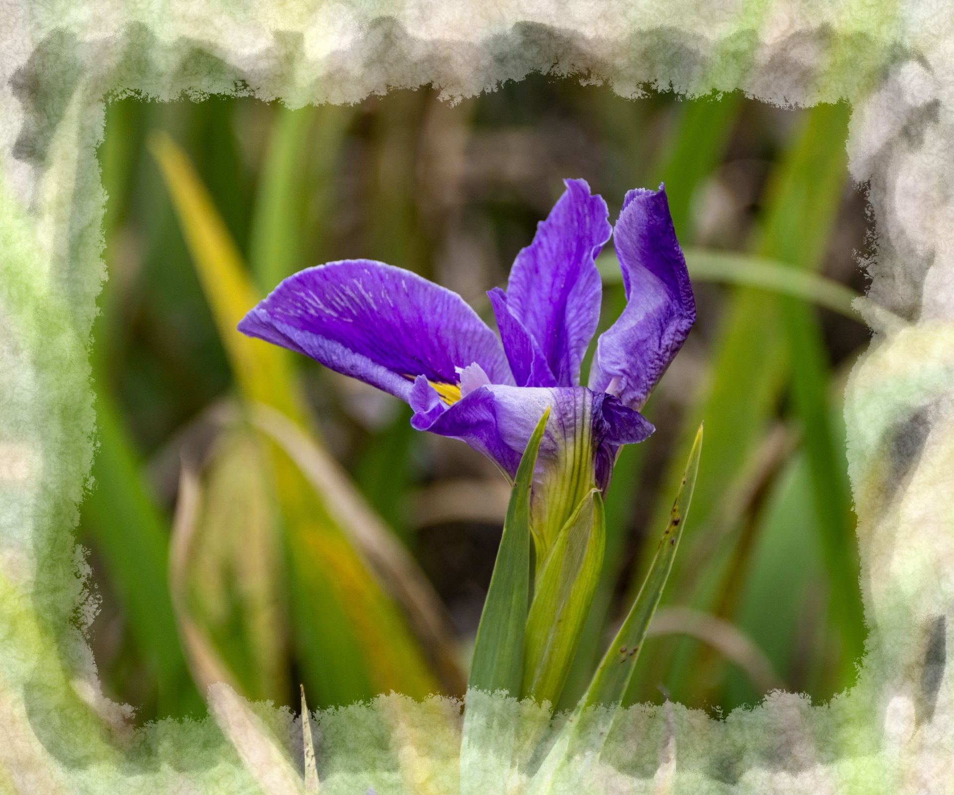 Purple Iris Flower Free Stock Photo - Public Domain Pictures