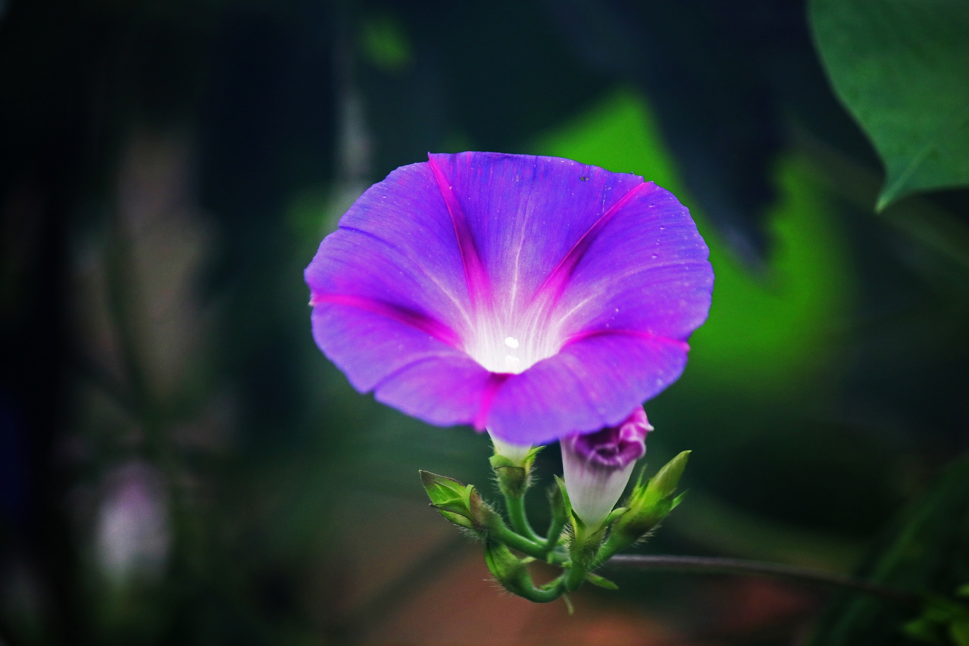 Purple Morning Glory Bloom Free Stock Photo - Public Domain Pictures