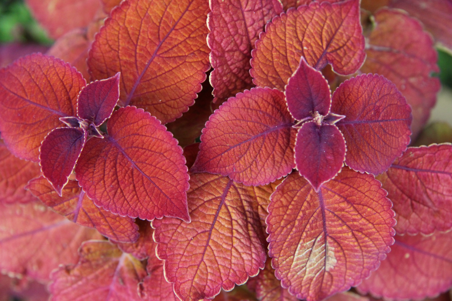 Red Leaf Coleus Free Stock Photo - Public Domain Pictures