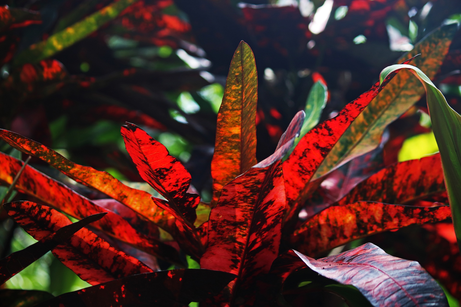red-leaves-of-a-croton-plant-free-stock-photo-public-domain-pictures