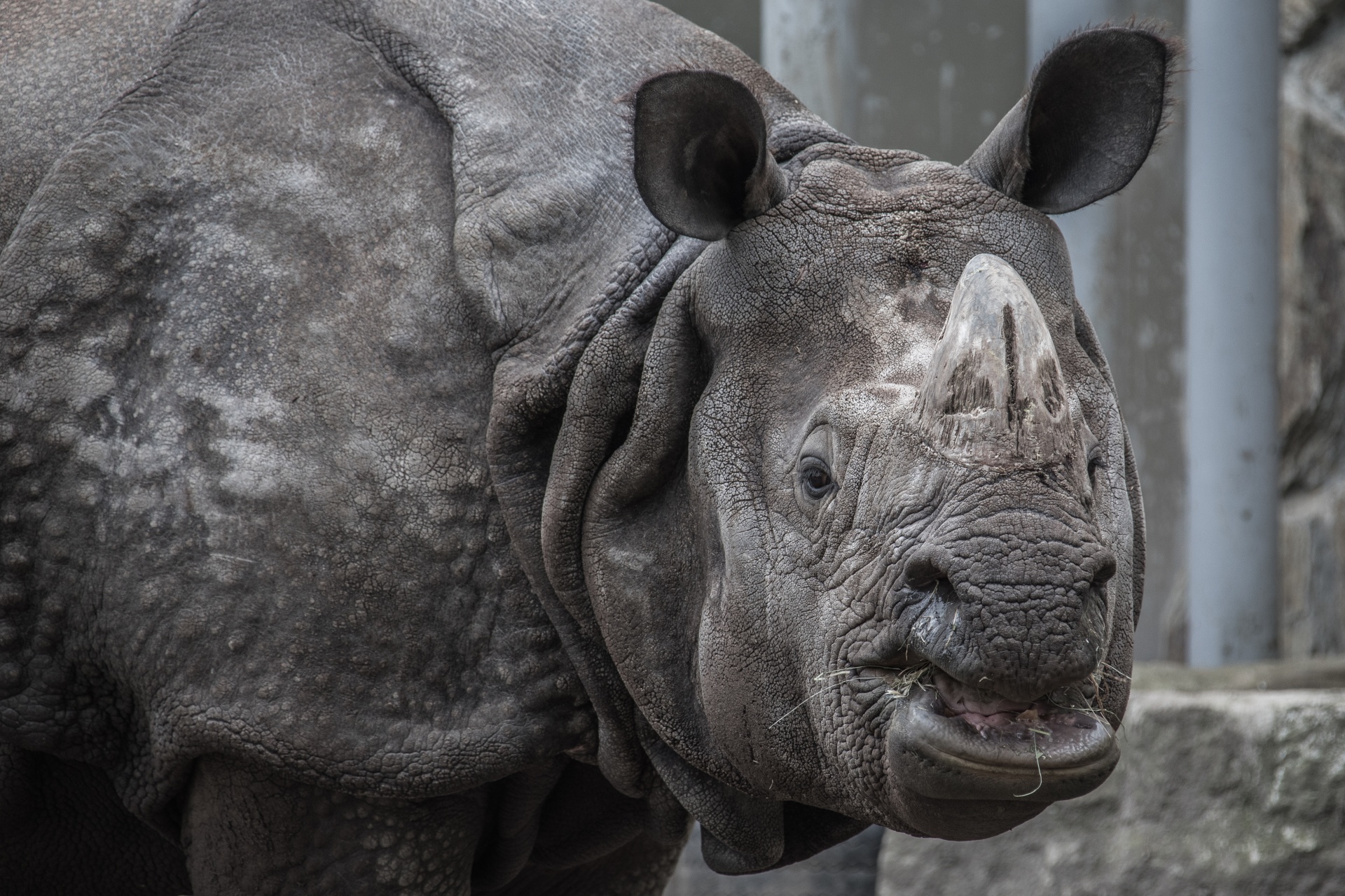 rhino-free-stock-photo-public-domain-pictures