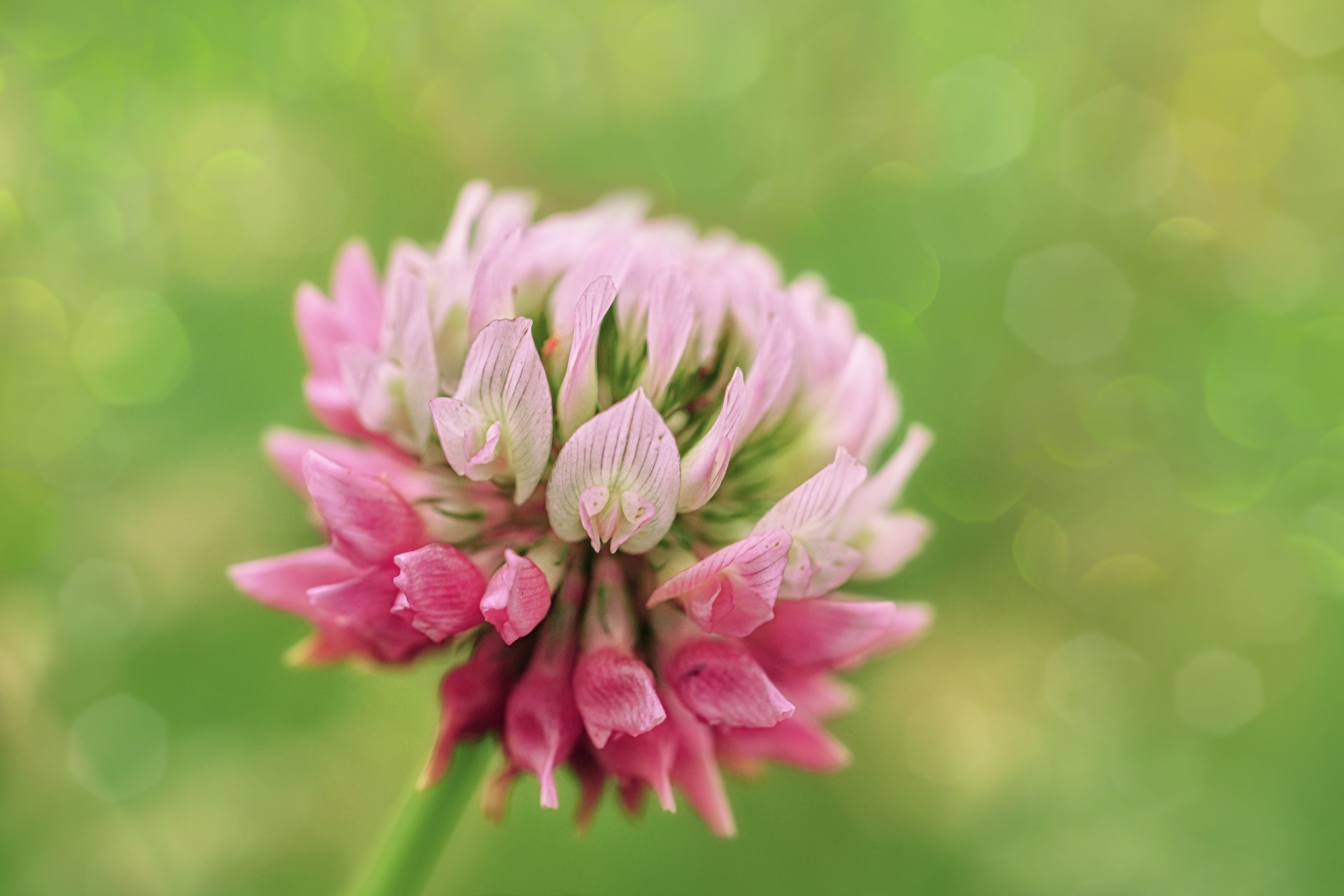 ピンクのクローバーの花 無料画像 Public Domain Pictures