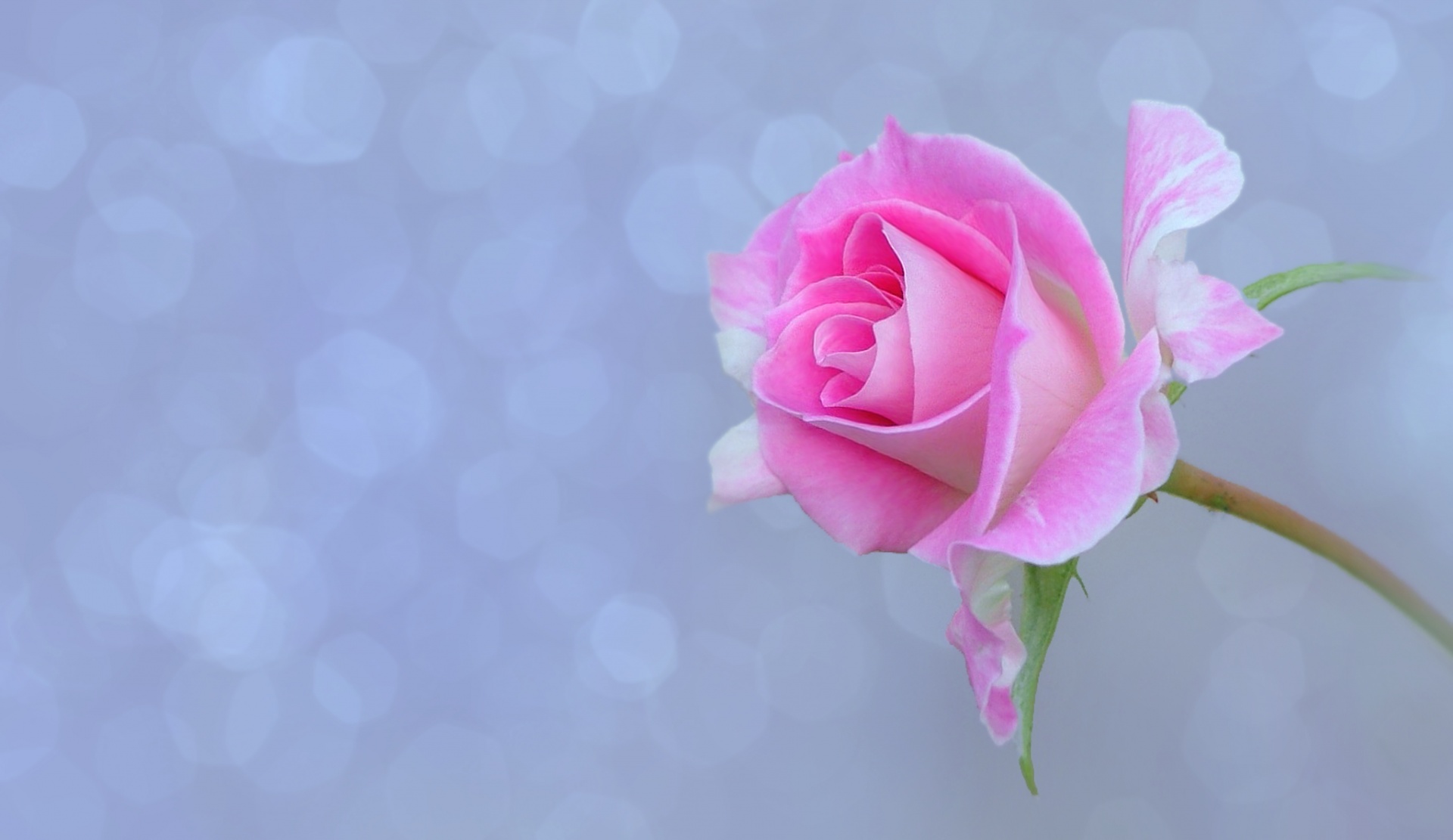 Rose Blüte Blume Valentines Tag