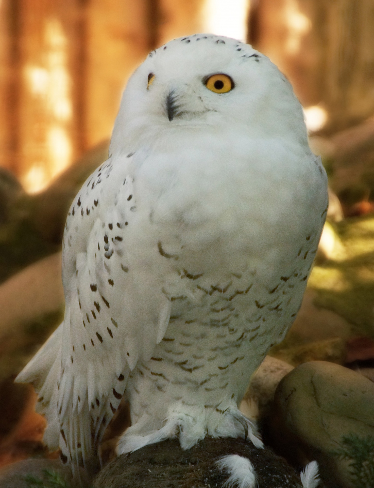 Snowy Owl Snowy Owl Bird Free Stock Photo - Public Domain Pictures