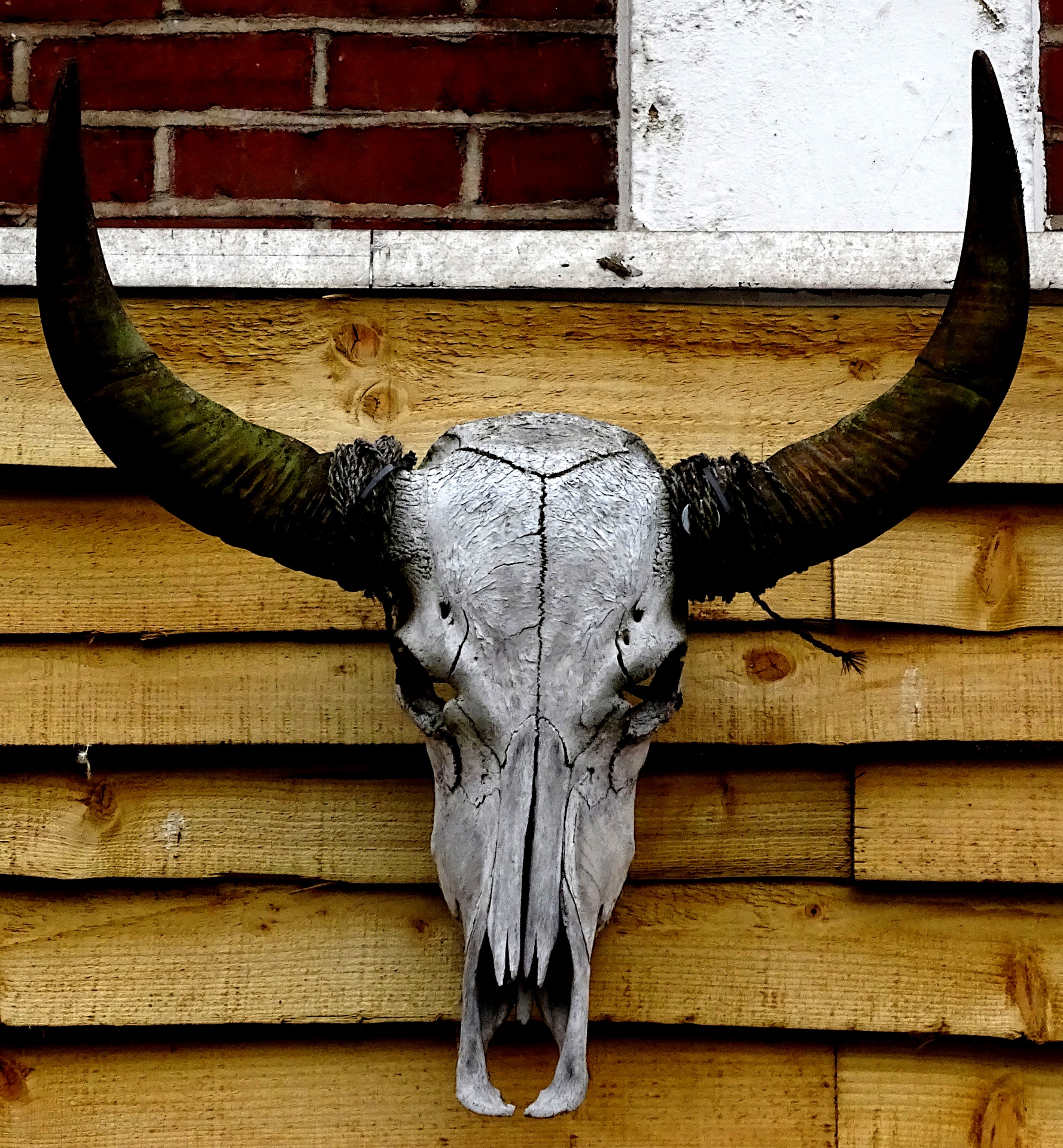 steer-cow-bull-skull-horns-free-stock-photo-public-domain-pictures