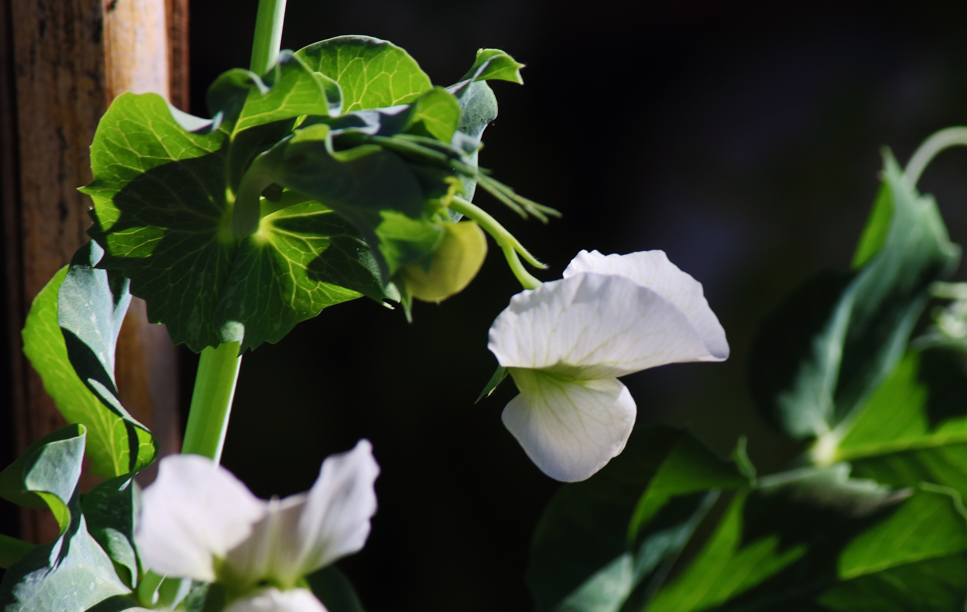白緑エンドウの花と葉 無料画像 Public Domain Pictures