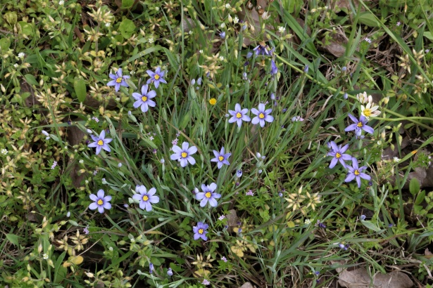 Flores silvestres de hierba de ojos azul Stock de Foto gratis - Public  Domain Pictures