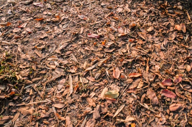 Dry Leaves Background Free Stock Photo - Public Domain Pictures