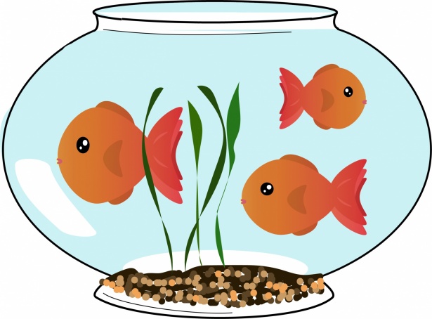 Goldfish Bowl Free Stock Photo - Public Domain Pictures