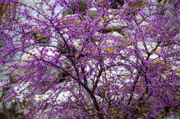 Lilac Tree Free Stock Photo - Public Domain Pictures